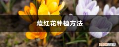 藏红花的室内种植方法 藏红花种植方法，室内可以种植吗