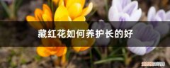 藏红花的养护方法 藏红花如何养护长的好，需注意什么