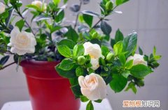 图 栀子花什么时候换盆合适 栀子花换盆要注意哪些