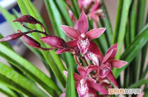 图 墨兰怎么养 墨兰的养殖方法和注意事项