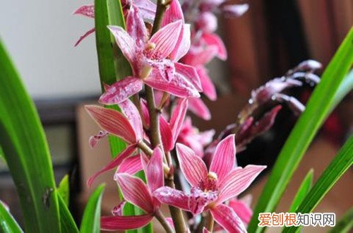 图 墨兰怎么养 墨兰的养殖方法和注意事项