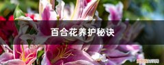 盆栽百合花怎样延长花期 百合花养护秘诀，如何延长百合花期