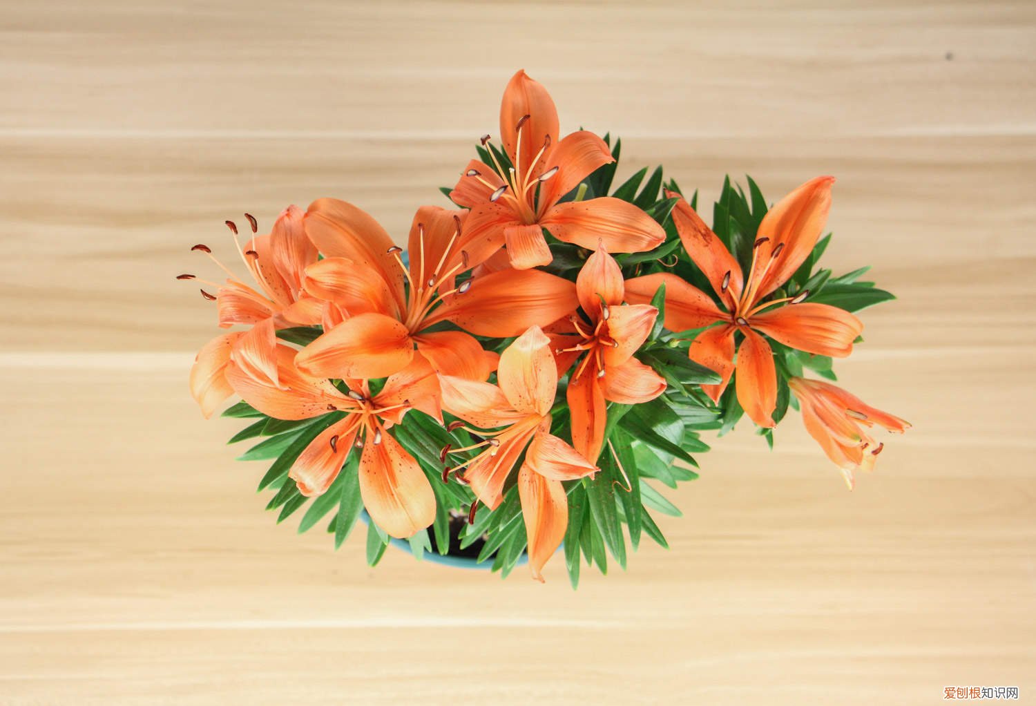 百合花的水培方法 百合花如何水培，水培养护技巧