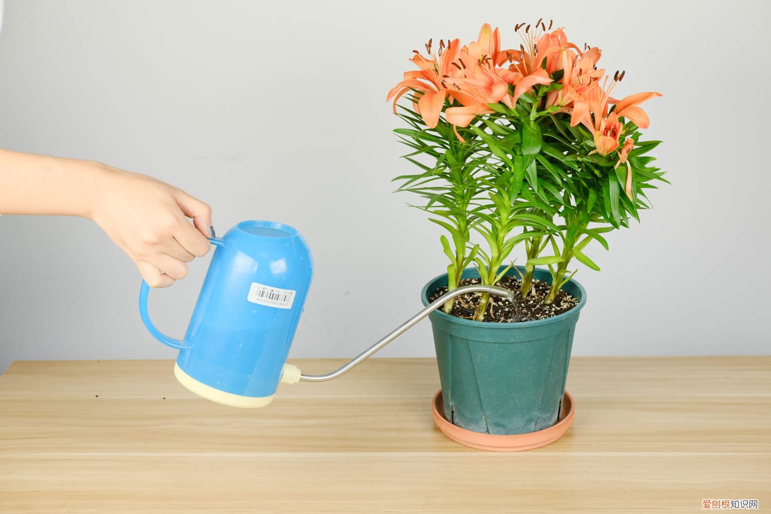 百合花的水培方法 百合花如何水培，水培养护技巧