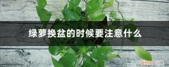 绿萝换盆用什么土最好 绿萝换盆的时候要注意什么，要用什么土