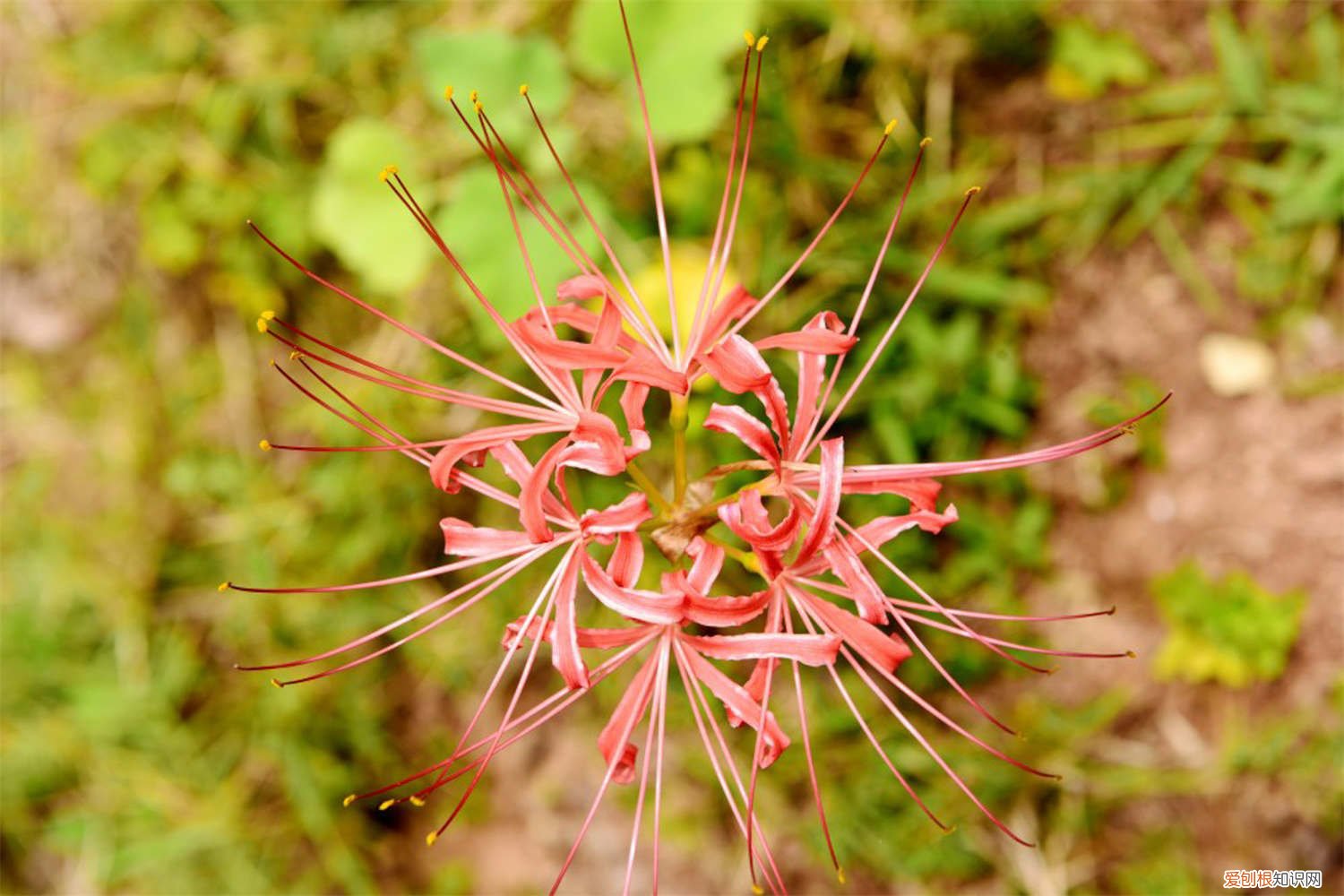 彼岸花是不是石蒜花 彼岸花是石蒜花吗，彼岸花与石蒜花的区别