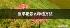 彼岸花怎样种植才开花 彼岸花怎么种植方法，彼岸花的种植方法和时间