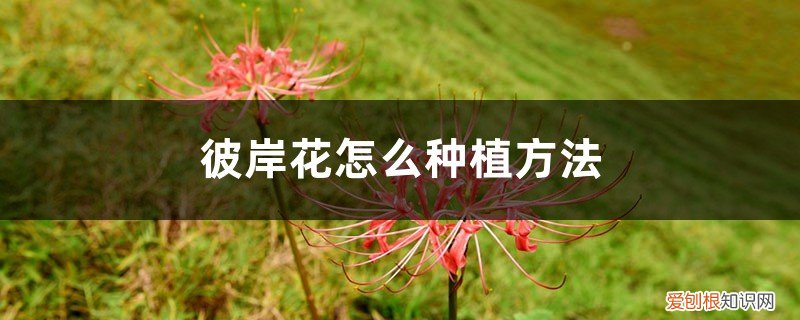 彼岸花怎样种植才开花 彼岸花怎么种植方法,彼岸花的种植方法和时间