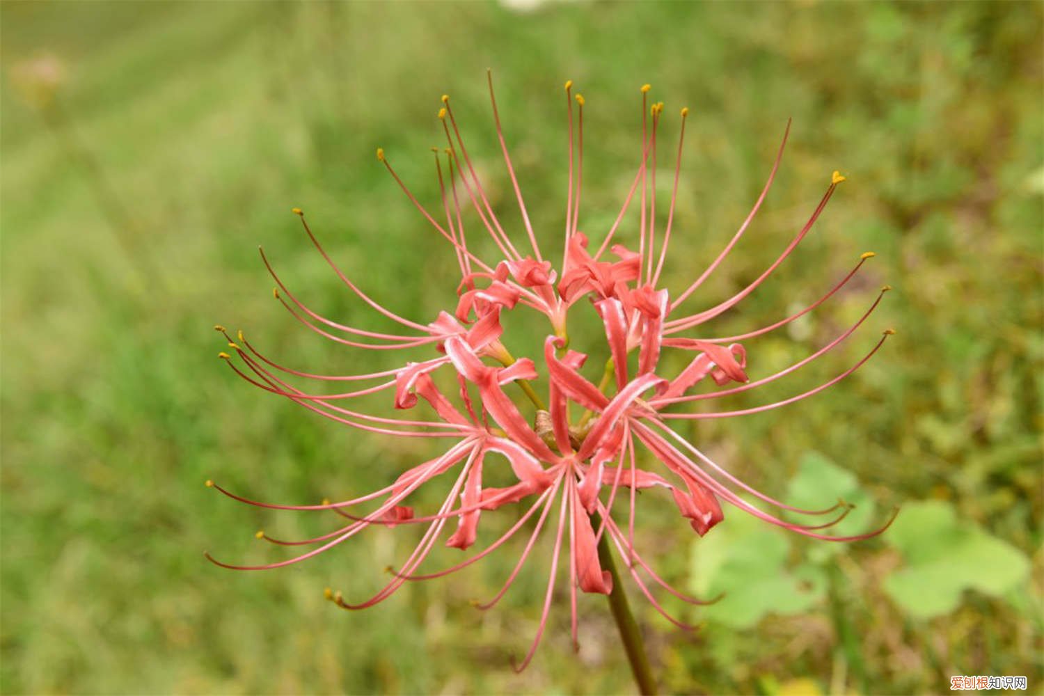 彼岸花怎样种植才开花 彼岸花怎么种植方法,彼岸花的种植方法和时间