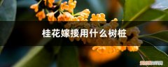 桂花树桩可以嫁接什么树 嫁接方法图解 桂花嫁接用什么树桩