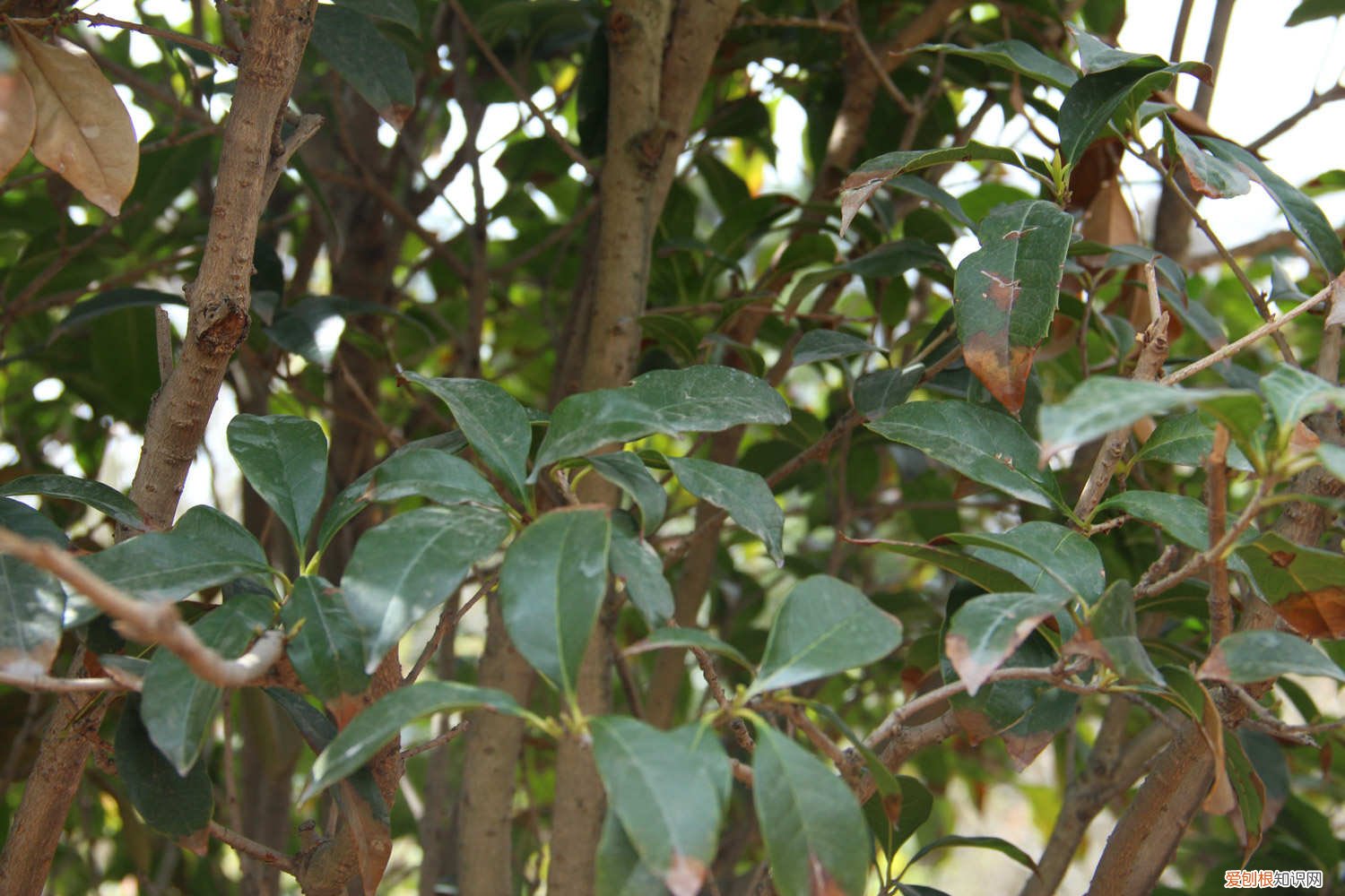 春季桂花什么时候浇水 桂花花期怎么浇水，桂花花期管理事项