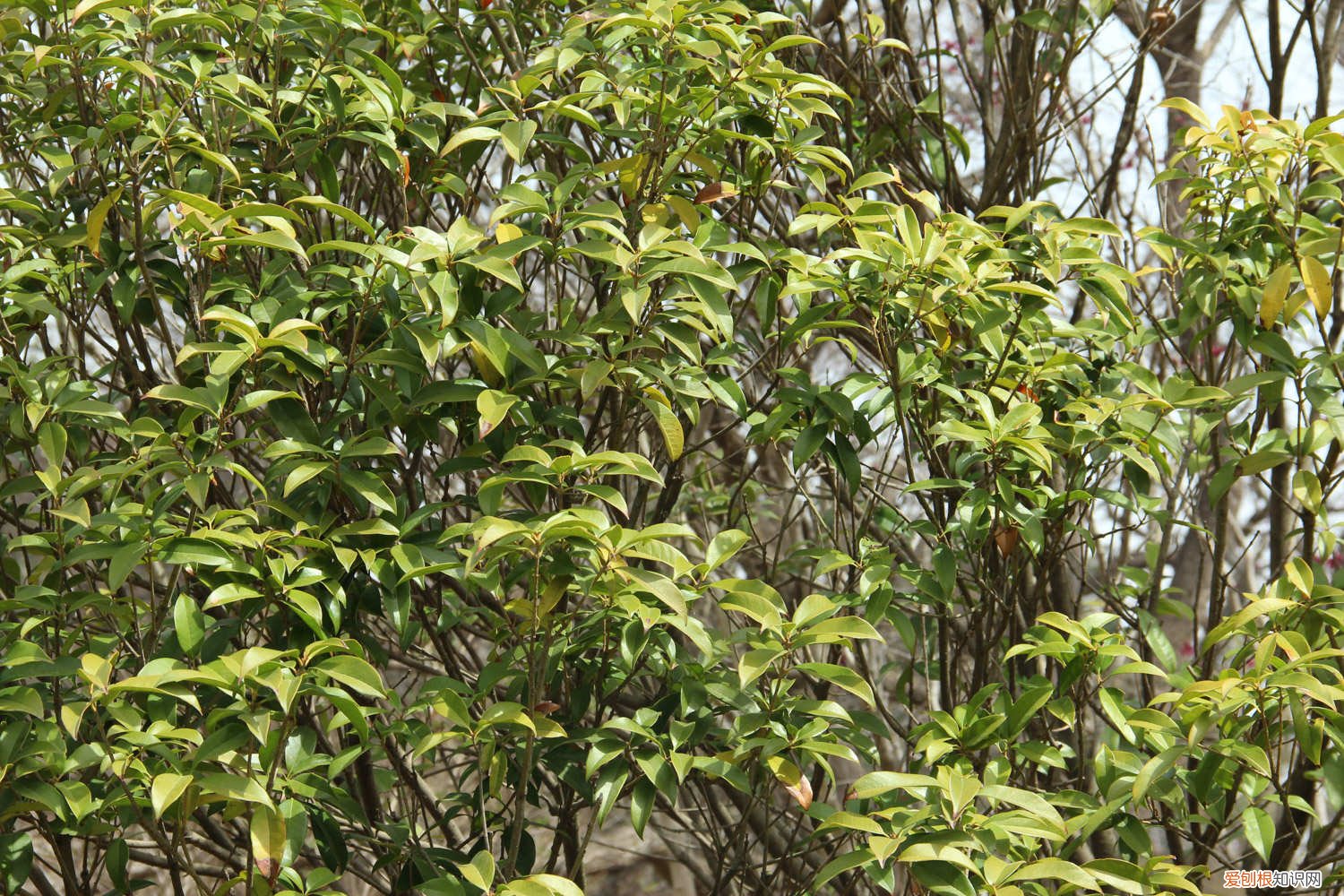 春季桂花什么时候浇水 桂花花期怎么浇水，桂花花期管理事项