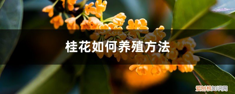 桂花的养殖与管理方法 桂花如何养殖方法，养殖及管理方法