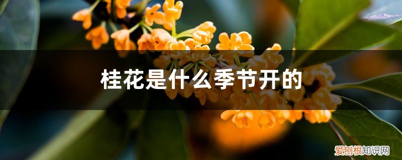 桂花是几月份开花的 桂花是什么季节开的，花期有多长