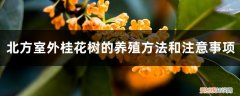 桂花树苗在北方室外冬季能活吗 桂花树北方可以室外种吗，北方室外的养殖方法和注意事项