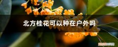 北方养殖桂花该如何过冬的办法 北方桂花可以种在户外吗，如何过冬