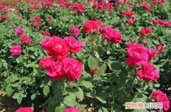 图 玫瑰花怎么种植 玫瑰花的种植方法