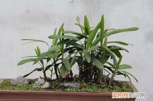 图 盆栽植物棕竹怎么养 盆栽棕竹多久浇水一次