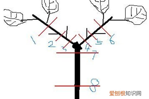 图 非洲茉莉怎么修剪 非洲茉莉的修剪方法