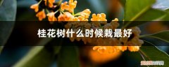 桂花树什么时间栽植最好? 桂花树什么时候栽最好，怎样判断桂花树活了