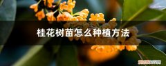 怎样种桂花树苗? 桂花树苗怎么种植方法，桂花树苗图片