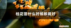 盆栽桂花移栽后管理方法 桂花苗什么时候移栽好，新移栽桂花苗怎么浇水