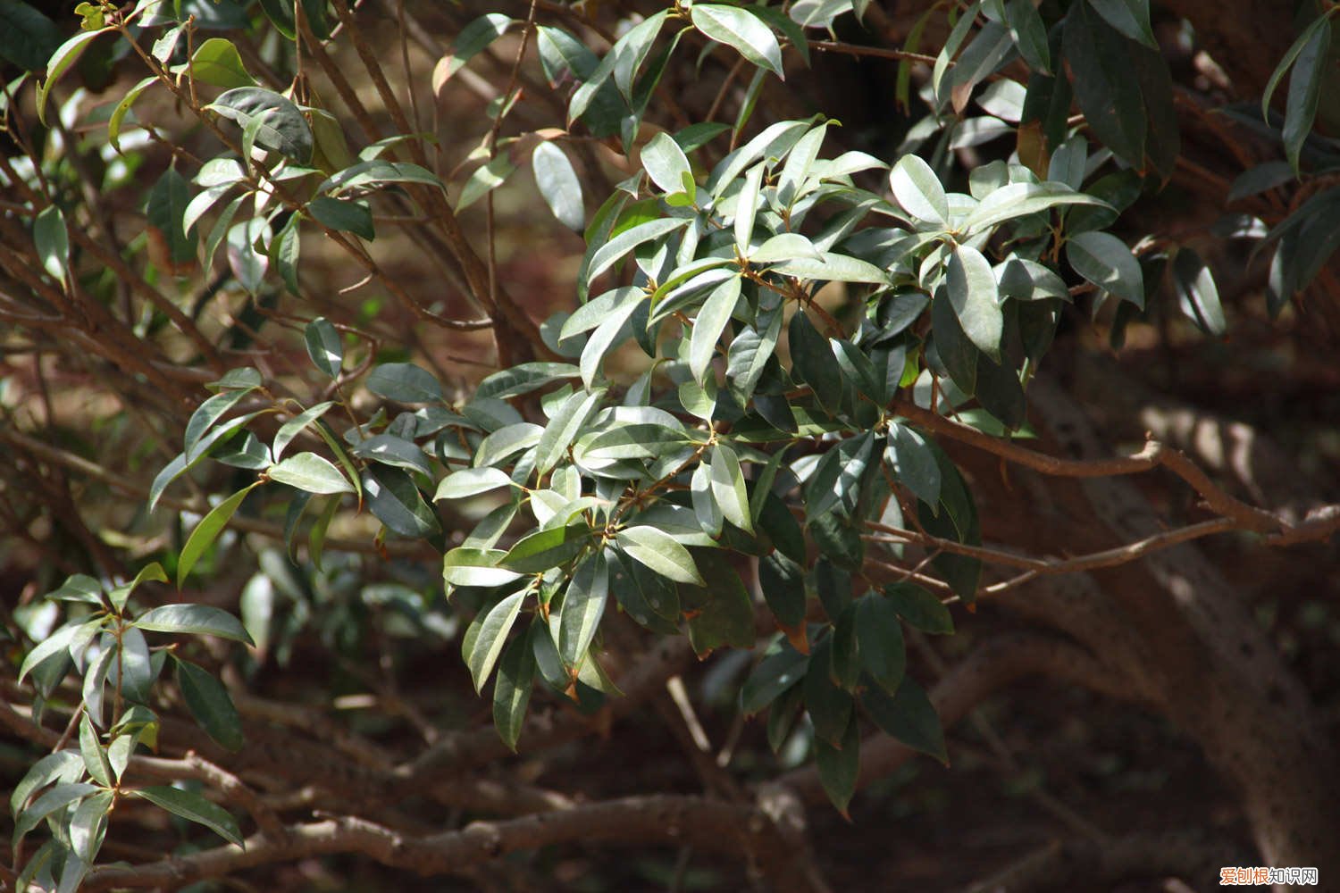 怎样栽培桂花树苗 桂花树苗什么时候种植，桂花苗怎么培育