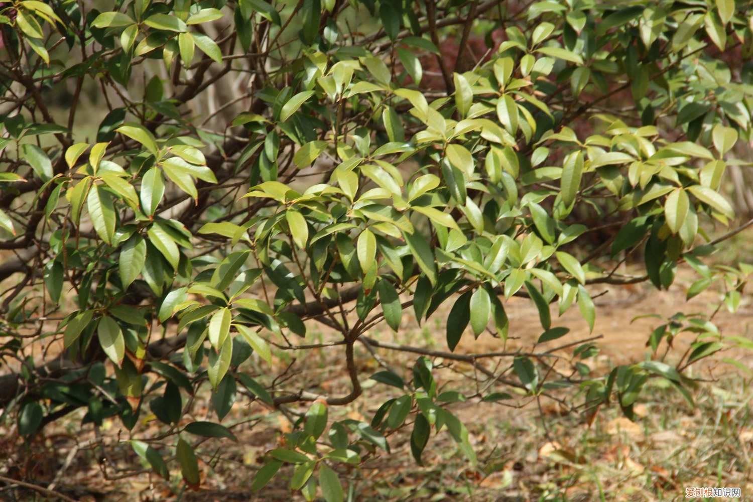 怎样栽培桂花树苗 桂花树苗什么时候种植，桂花苗怎么培育