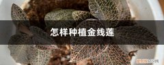 怎样种植金线莲,金线莲图片 怎样种植金线莲，金线莲图片