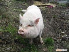 越南大肚猪多少钱一只，云南猪肚多少钱一斤