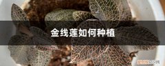 金线莲的几种种植方法 种植方法介绍 金线莲如何种植