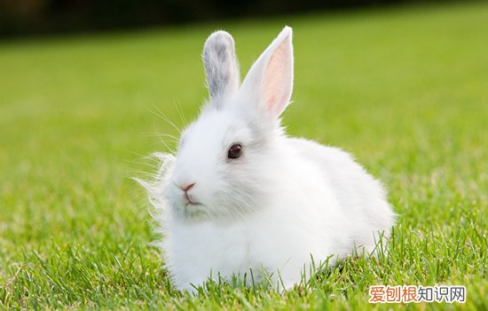 兔子爪子毛发黄怎么清洁，兔子爪子黄黄的洗不掉