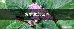 植物紫罗兰怎么养 紫罗兰怎么养，紫罗兰的花语