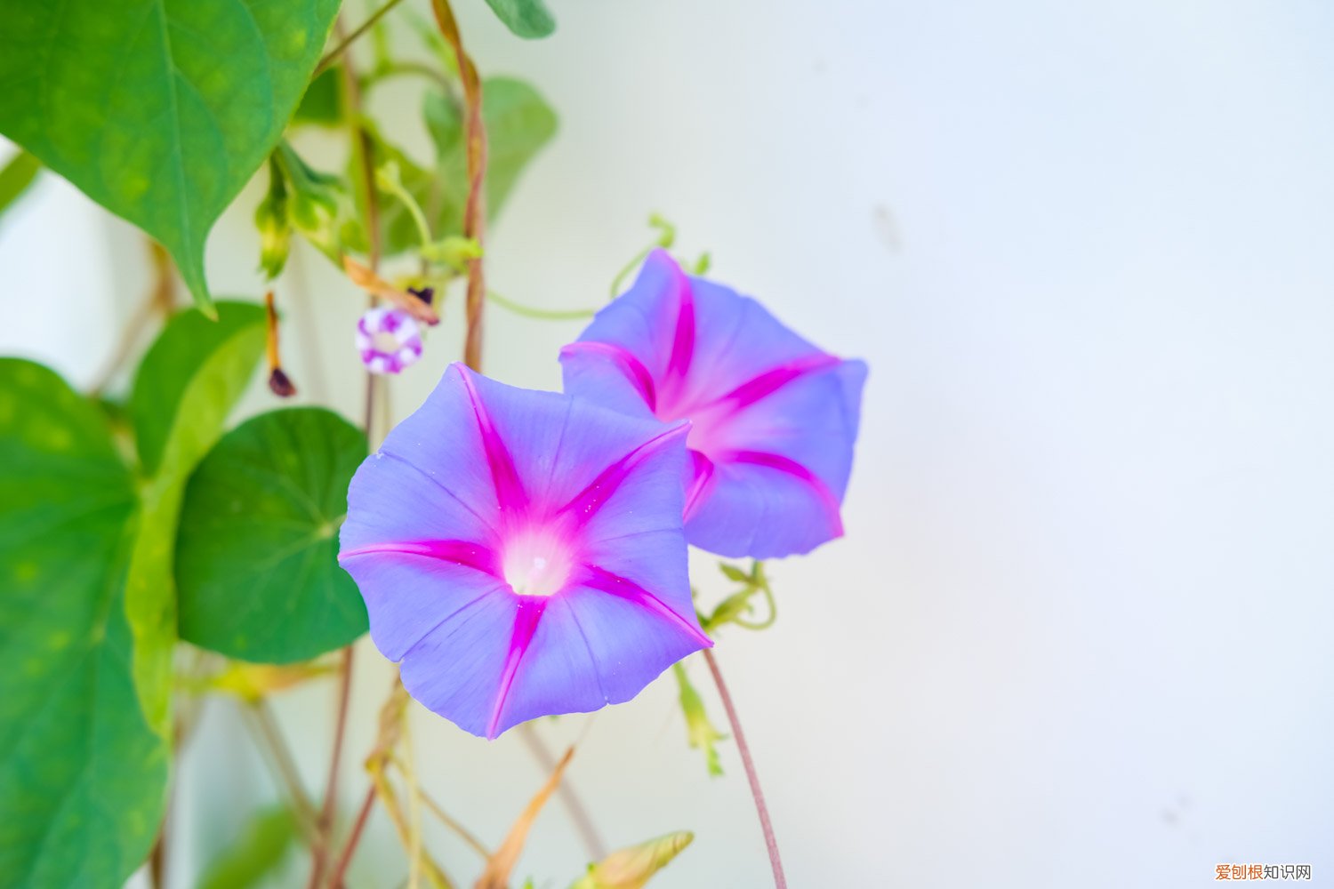 牵牛花的种子要怎么种? 牵牛花怎么种，牵牛花种子价格