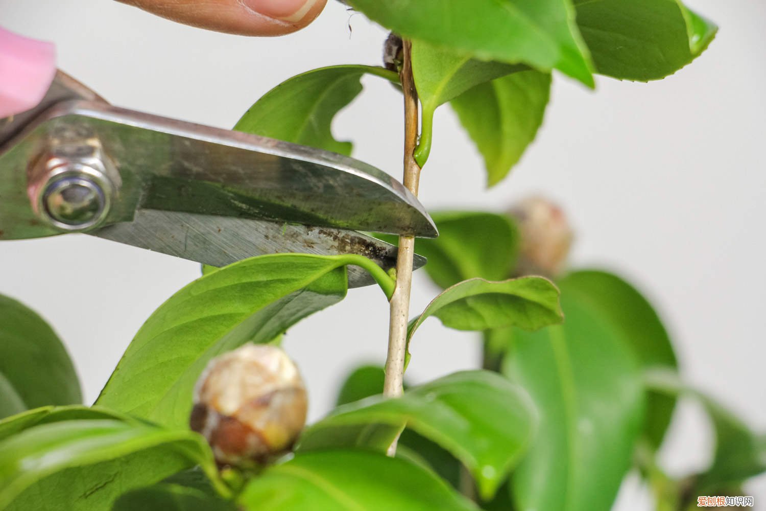 山茶花怎么养殖方法和注意事项 山茶花的养殖方法，山茶花图片