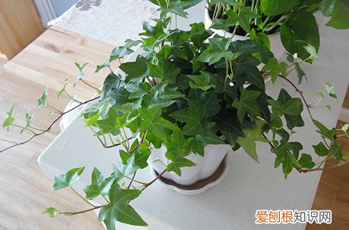 不怕冷适合室内种植的植物有哪些 哪些植物不怕冷适合室内种植(图