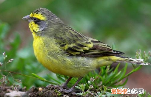 金青鸟不能吃什么，金青鸟怎么喂养