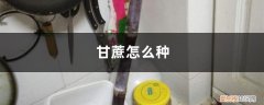 甘蔗什么时候种植 甘蔗怎么种，几月份种植