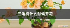 三角梅的开花期在什么时候 花期介绍 三角梅什么时候开花