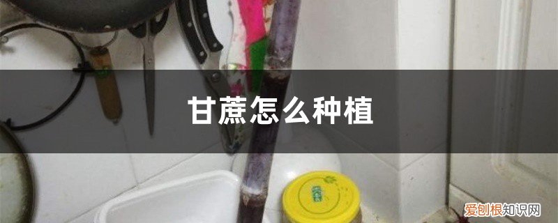 甘蔗的栽种方法 种植技术介绍 甘蔗怎么种植