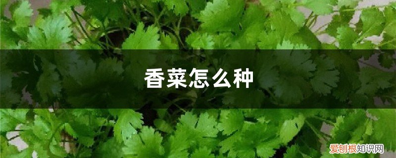 香菜的种植方法和时间 种植方法和时间 香菜怎么种