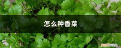 怎么种香菜,香菜图片大全 怎么种香菜，香菜图片