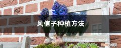 风信子种植教程 风信子种植方法，种子怎么种