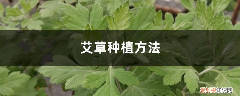 艾草生长图片 艾草种植方法，艾草的图片