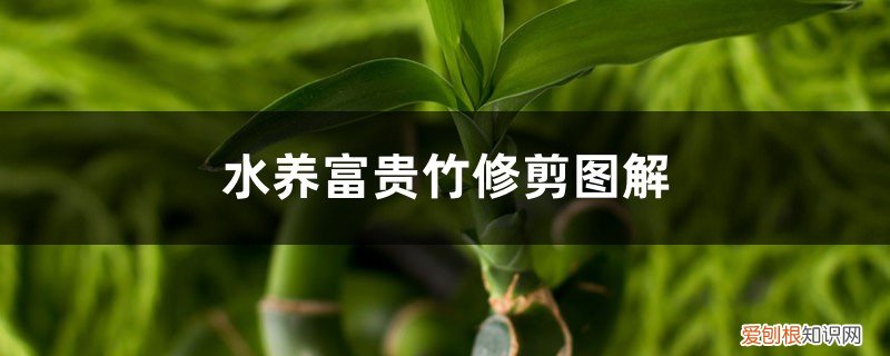 水养富贵竹剪掉的枝干可以 修剪方法图解 水养富贵竹怎么修剪