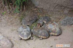 红腿陆龟可以多久不吃喝，红腿陆龟冬天怎么过
