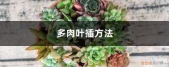 叶插多肉怎么移栽 多肉种植方法，叶插方法