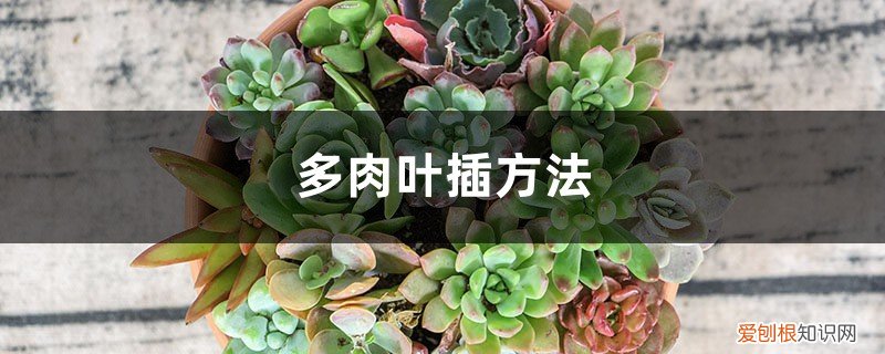 叶插多肉怎么移栽 多肉种植方法，叶插方法