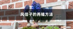 风信子花图片和养殖 风信子的养殖方法，风信子花图片