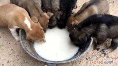 小土狗可以喂纯牛奶吗视频 小土狗可以喂纯牛奶吗